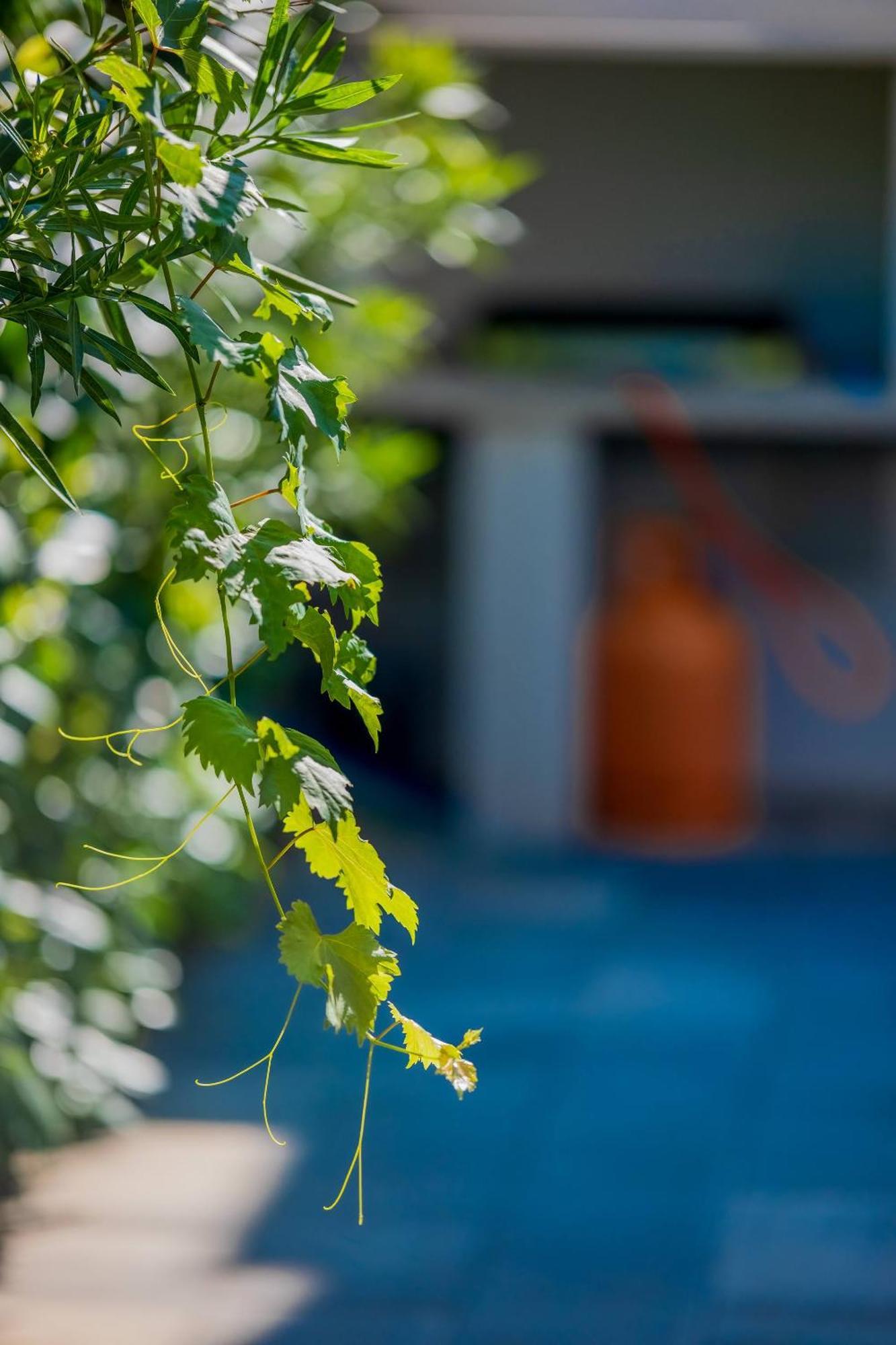 Villa Essenza - Luksuzne Kuce Za Odmor Водице Екстериор снимка